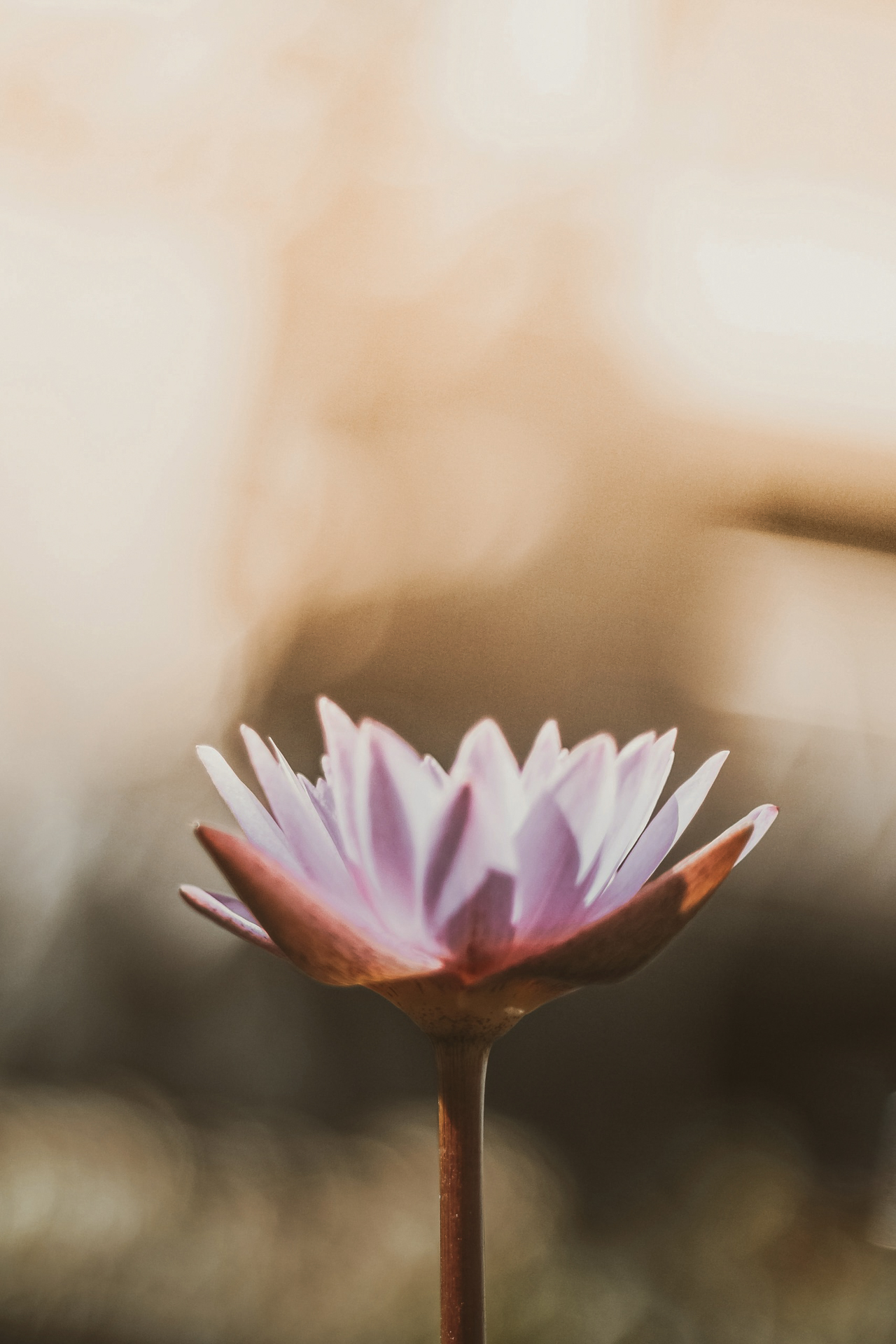 Nahaufnahme einer blühenden rosa Lotusblume vor unscharfem, warmem Hintergrund.